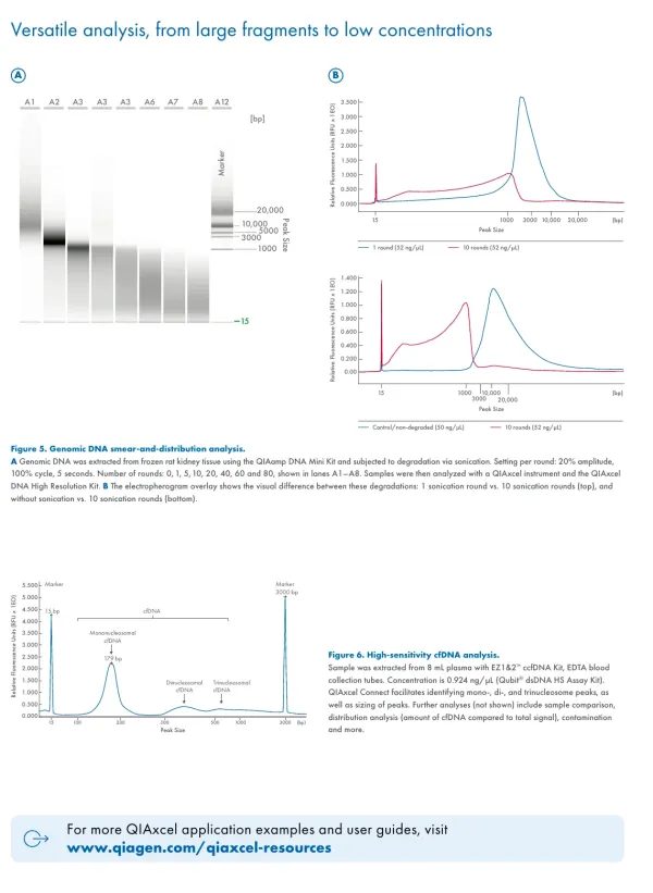 QIAxcel Connect의 genomic DNA smear와 cell-free DNA 고감도 분석 예시